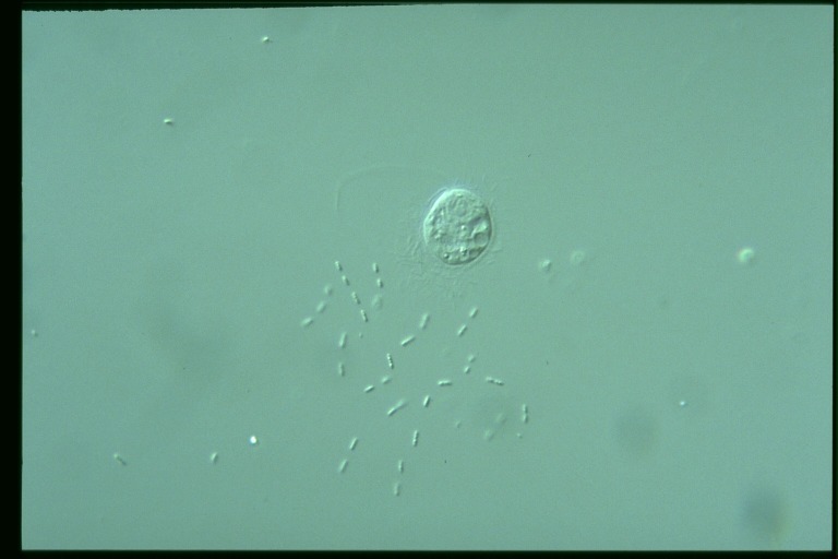 protist image