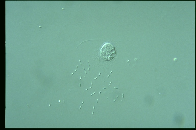 protist image