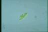 Euglena