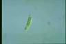 Euglena