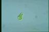 Euglena