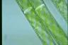 Spirogyra