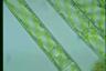 Spirogyra