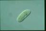 Paramecium duboscqui