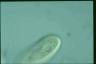 Paramecium duboscqui