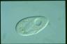 Paramecium duboscqui