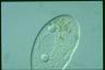 Paramecium duboscqui