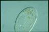 Paramecium duboscqui