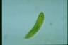 Euglena spirogyra