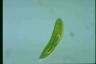 Euglena spirogyra