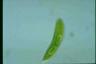 Euglena spirogyra