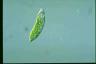 Euglena