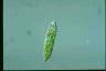 Euglena