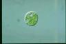 Euglena