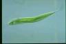 Euglena tripteris