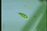 Euglena schmitzii