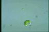 Euglena