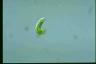 Euglena