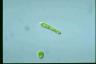 Euglena gracilis