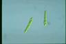 Euglena gracilis