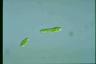 Euglena gracilis