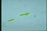 Euglena gracilis