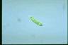 Euglena gracilis