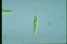 Euglena gracilis