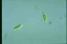 Euglena