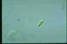 Euglena