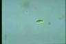 Euglena