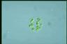 Oocystis