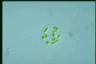 Oocystis