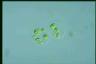 Oocystis