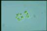 Oocystis