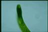 Euglena ehrenbergii