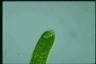 Euglena ehrenbergii