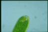 Euglena ehrenbergii