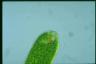 Euglena ehrenbergii