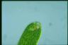 Euglena ehrenbergii