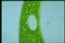 Euglena ehrenbergii