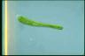 Euglena ehrenbergii