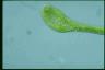 Euglena ehrenbergii