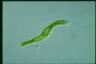 Euglena ehrenbergii