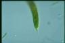 Euglena sanguinea