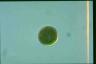 Haematococcus