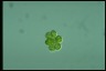 Oocystis