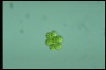 Oocystis