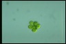 Oocystis