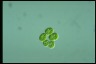 Oocystis